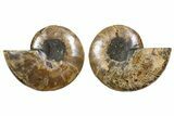 Cut & Polished, Agatized Ammonite Fossil - Madagascar #344499-1